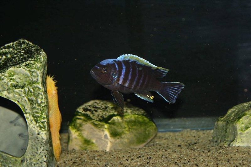 Cynotilapia aurifrons 'Lundu'